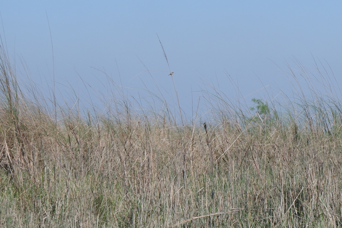 Grassland burning, clearing imperils birds of Brahmaputra’s river islands